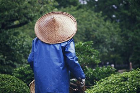 Le Marc De Caf Un Engrais Naturel Efficace Pour Votre Jardin