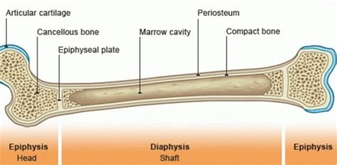 Bone Structure And Classification | CMS Fitness Courses