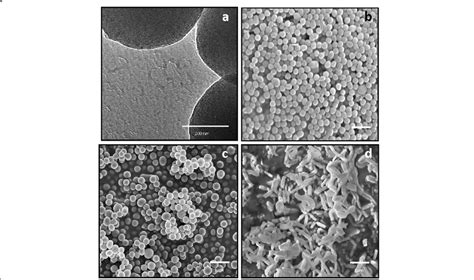 Electron Microscopy Images Of The Produced Mesoporous Silica Particles