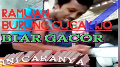 Ramuan Cucak Ijo Biar Gacor Youtube