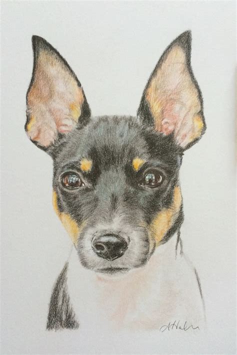 Rat Terrier Drawing Np