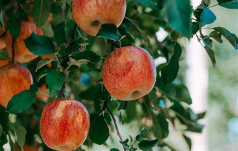 Argentina Env Os De Manzanas Y Peras Totalizan Toneladas A