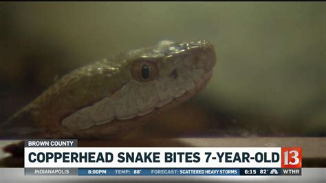 7-year-old girl recovering from copperhead snake bite at Brown County ...