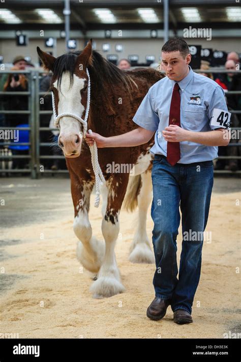 Showing a Clydesdale horse at a horse show Stock Photo - Alamy