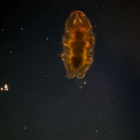 A Tardigrade Walking Across A Slide Youtube