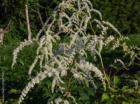 Astilbe Thunbergii Professor Van Der Wielen Features A Foliage Mound