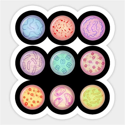 Microbiological Culture Collection Bacteria Colony In Petri Dish By