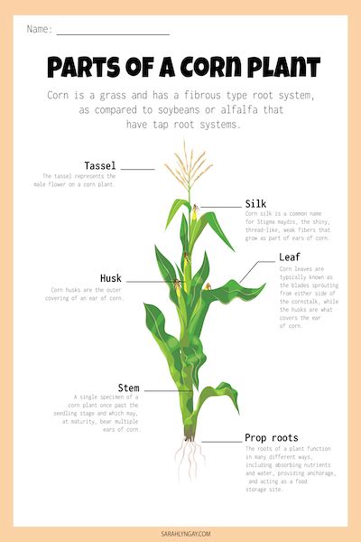 All About Corn Planting Growing And Eating Sarah Lyn Gay