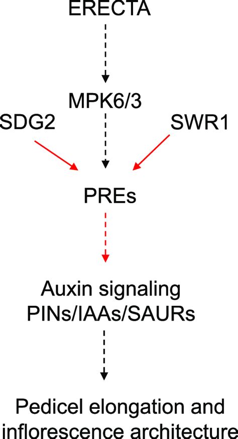 SDG2 Is Involved In SWR1 ER Signaling Pathway In Regulating