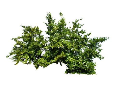 Bushes PNG Bushes Transparent Background FreeIconsPNG