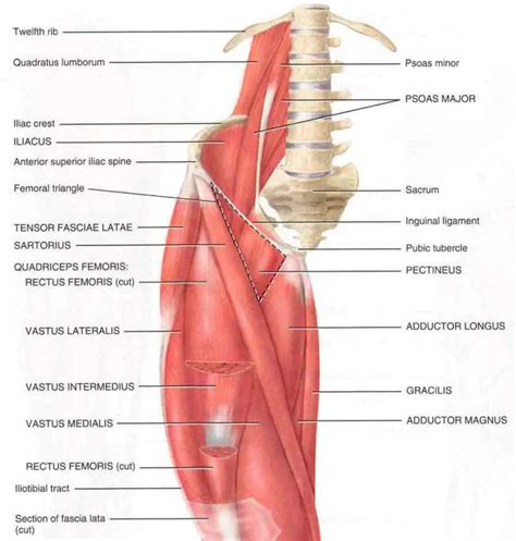 Iliopsoas Tendinitis & Syndrome | Treatment & Prevention