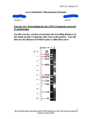 Lab Cells And Microscope Lab Worksheet Cells And Microscope