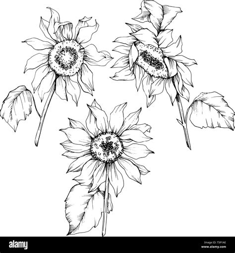 Vector Sunflower Floral Botanical Flowers Black And White Engraved Ink