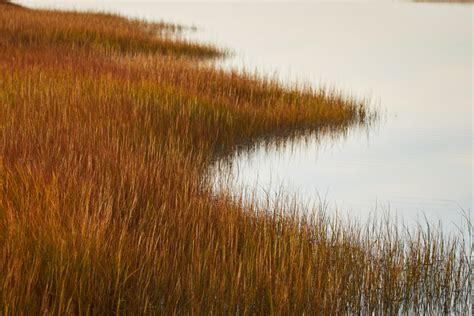 Marsh Water Nature Royalty Free Photo