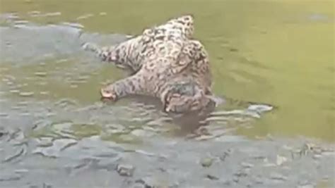 Mp Leopard Carcass Found In River Poaching Suspected Indore News