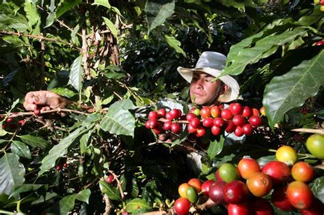 Costa Rica Coffee Farmers Brew Up A Carbon Neutral Future