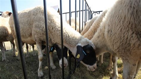 Откраднаха 15 агнета от овчарник на ферма в Свиленградско Agribg