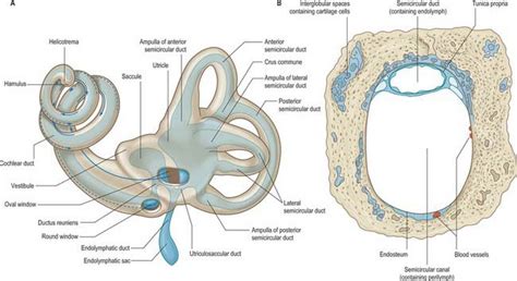 Inner Ear Basicmedical Key