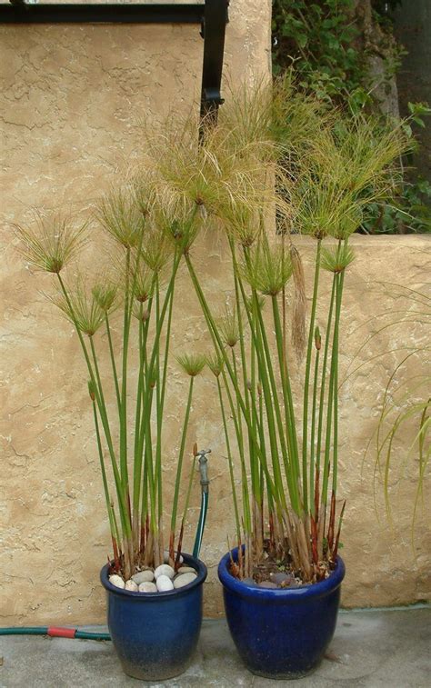 El Papiro Cyperus Papyrus Características Y Cultivo Acuaticas Flor