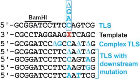 Figure 3 From Role Of DNA Polymerase Eta In The Bypass Of Abasic Sites