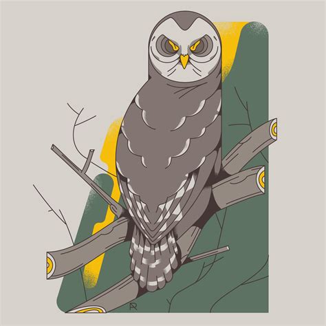 Barred Owl Illustration : r/AdobeIllustrator