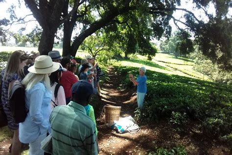 2023 Full Day Kiambethu Tea Farm Tour From Nairobi With Lunch