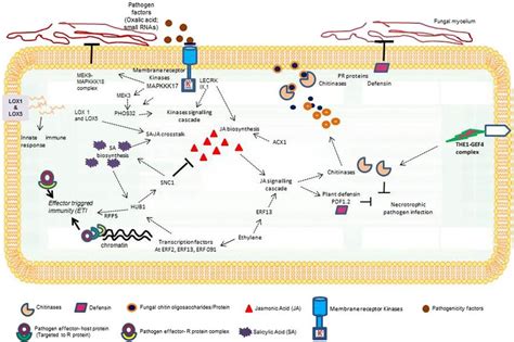 Proposed Model To Describe Transcription Factors Association And Download Scientific Diagram