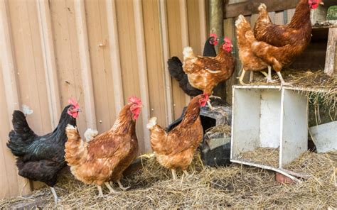 How To De Stress Your Chickens With Prebiotics And Probiotics Mother