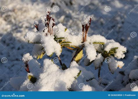 The Rhododendron Under Snow Stock Photo Image Of Frost Winter