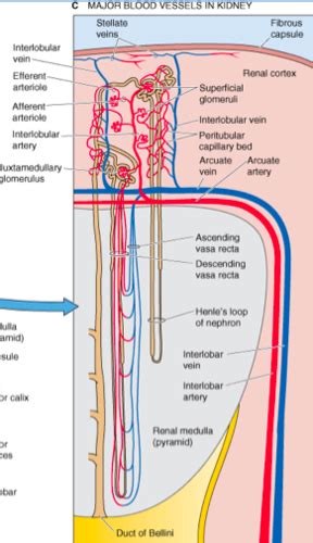 Med Phys Exam Renal Physiology Flashcards Quizlet