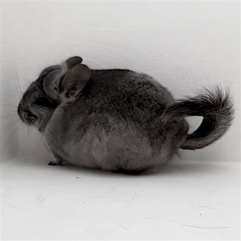 Violet Chinchilla Carrier