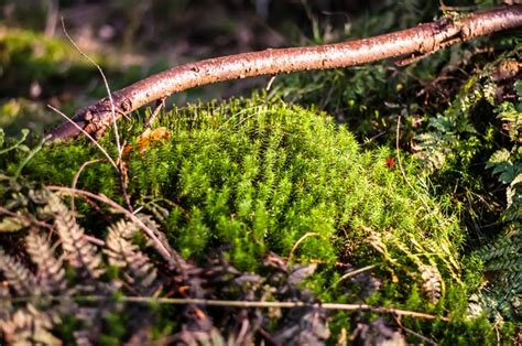 4288x2848 Forest Moss Nature Wallpaper Coolwallpapersme