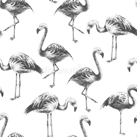 Teste Padrão Sem Emenda Os Flamingos Tirados Mão Ilustração do