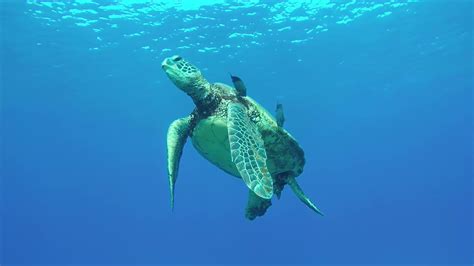 Snorkeling At Turtle Town Best Maui Snorkeling Destinations YouTube