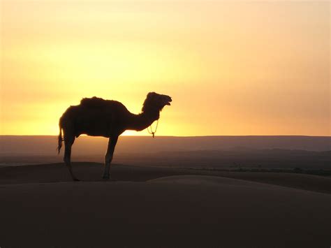 Royalty Free Photo Camel In Dessert Pickpik