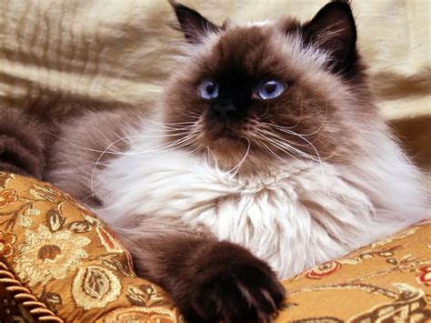 Himalayan Cat Cat Breed Guide Spot