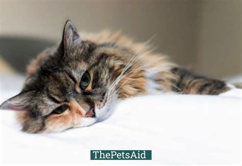 How Much Does It Cost To Cremate A Cat The Pets Aid