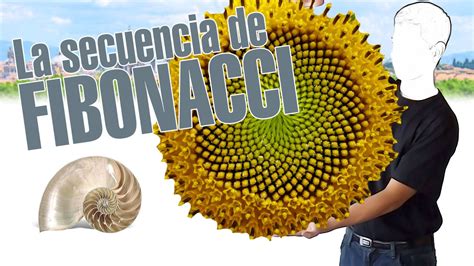 La Secuencia De Fibonacci En Minutos Explainers Tv Youtube