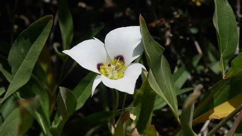 Discover The Official State Flower Of Utah When It Blooms And Where To