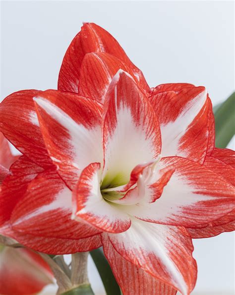 Hippeastrum Ini Dikenal Sebagai Foto Gratis Di Pixabay Pixabay