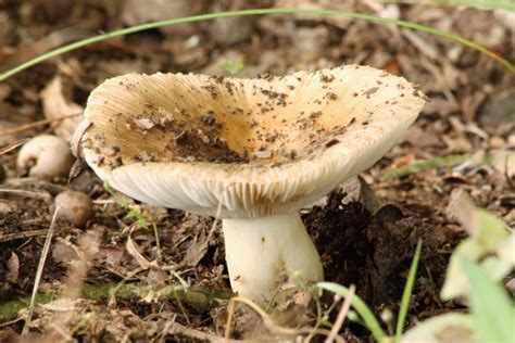 White Amanita Mushroom Free Stock Photo - Public Domain Pictures