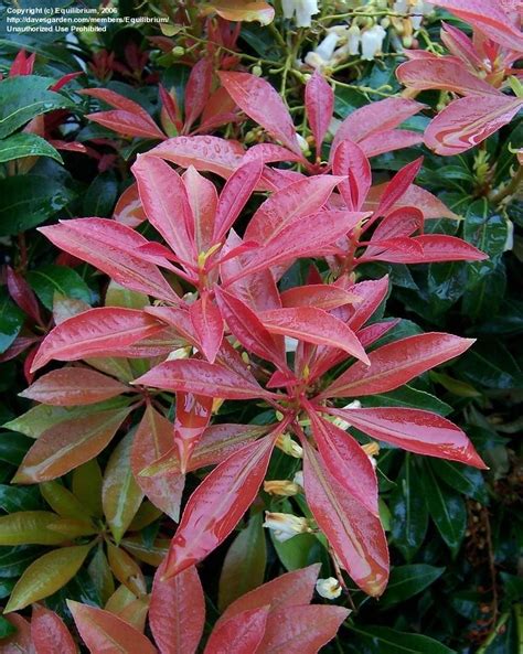 Plantfiles Pictures Pieris Andromeda Japanese Pieris Lily Of The