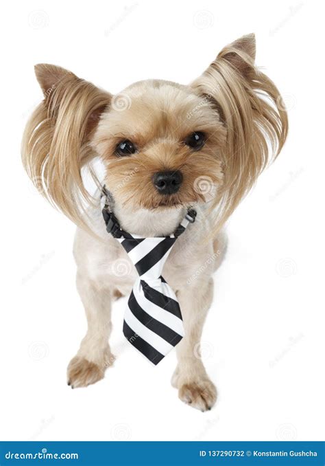 Cute Dog Wearing Tie Stock Photo Image Of Grooming 137290732