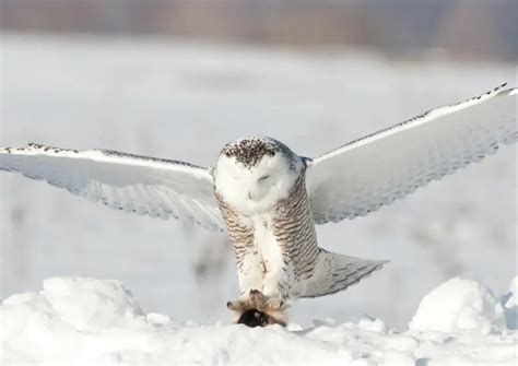 Facts About Snowy Owls Animalbehaviorcorner