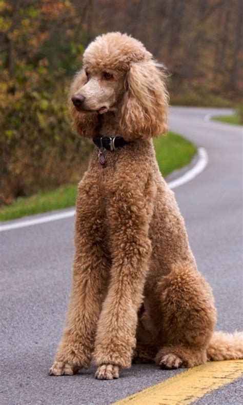 14 Reasons Why Poodles Are The Best Dogs Ever Page 3 Of 5 Pettime