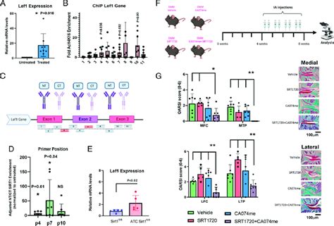 Sirt1 Directly Represses Lef1 Gene Expression Human Chondrocytes Were