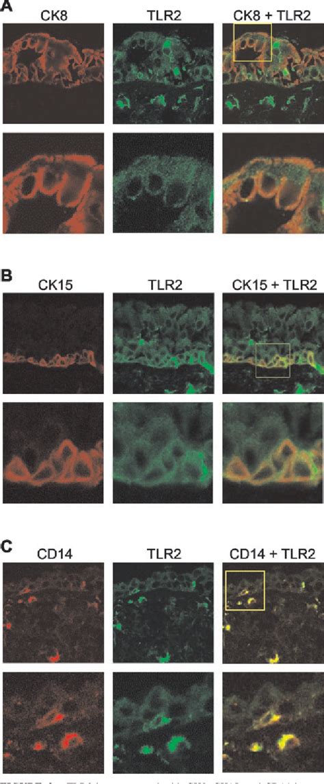 Figure From Activation Of Toll Like Receptor On Human