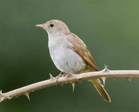 Nightingale Habitat Study | BTO - British Trust for Ornithology