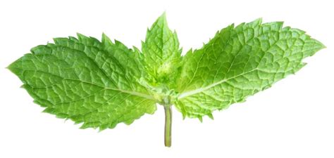 Spearmint Leaf Or Mint Leaf With Water Drops On White Background Stock