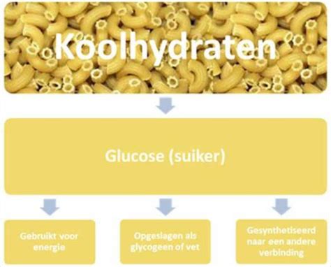 Artikel Het Metabolisme Optrimize